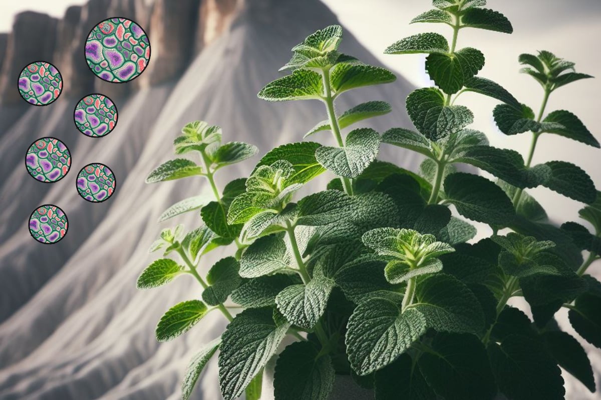emulsione 24/7 dolomia